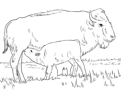 American Bison With Calve Coloring Page